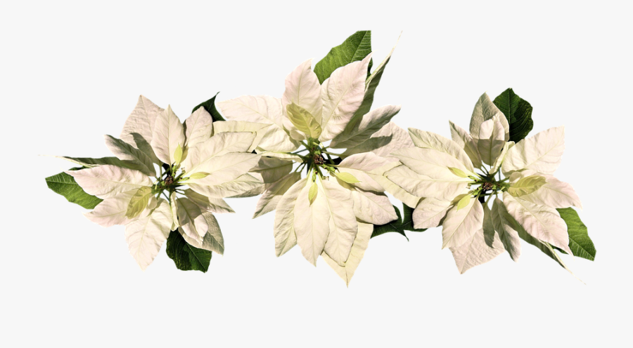 Christmas Poinsettia Transparent Cartoon, Transparent Clipart