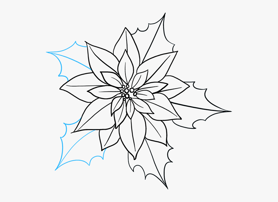 How To Draw Poinsettia - Poinsettia Drawing, Transparent Clipart