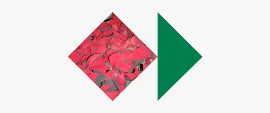 Pso Bazaar Poinsettias - Art Paper, Transparent Clipart