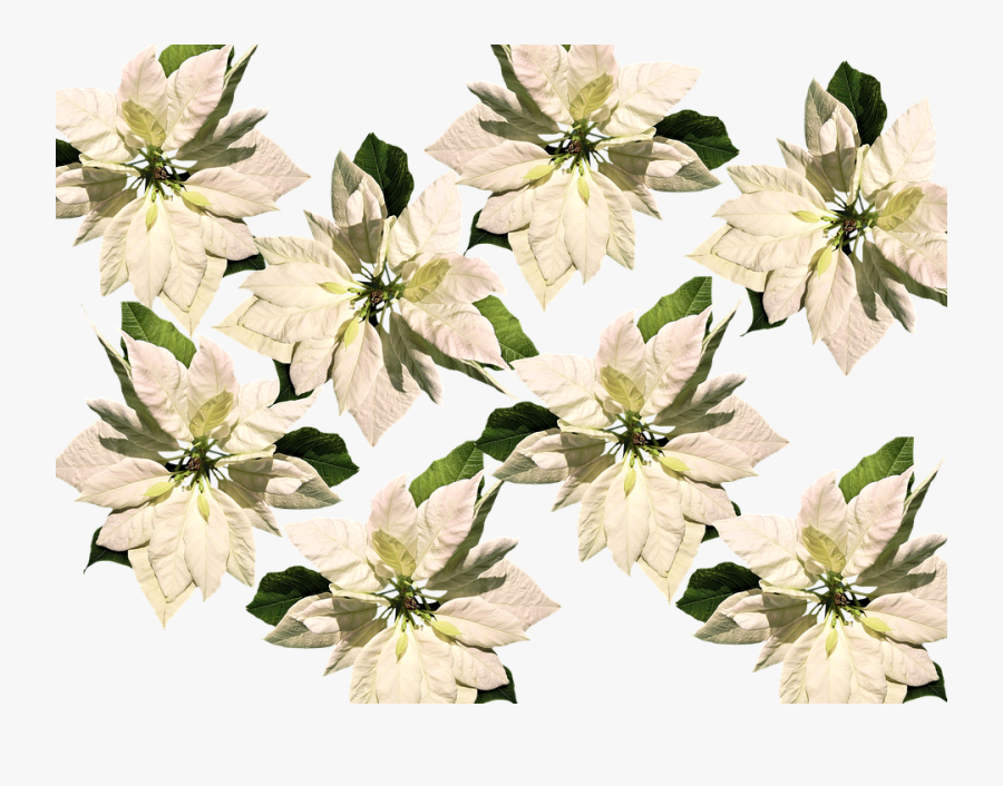 Christmas, Christmas Star, Poinsettia, Advent - Clematis, Transparent Clipart