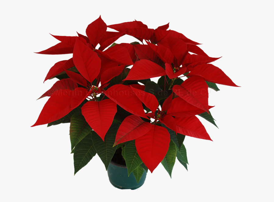 Noche Buenas Png Ornamental Plants Representative Species , Free