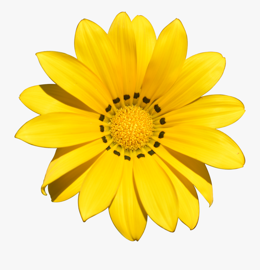 Transparent Background Yellow Flowers Clipart, Transparent Clipart
