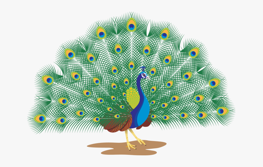 Peacock With White Background, Transparent Clipart