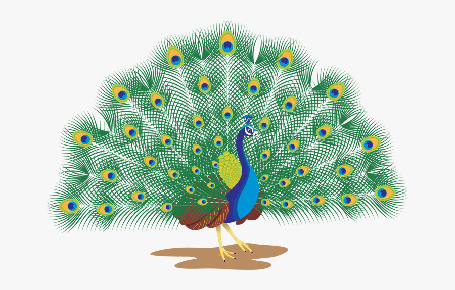 Peacock With White Background , Free Transparent Clipart - ClipartKey