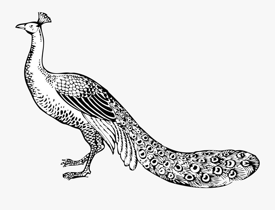 Thumb Image - Peacock Clip Art Black And White, Transparent Clipart