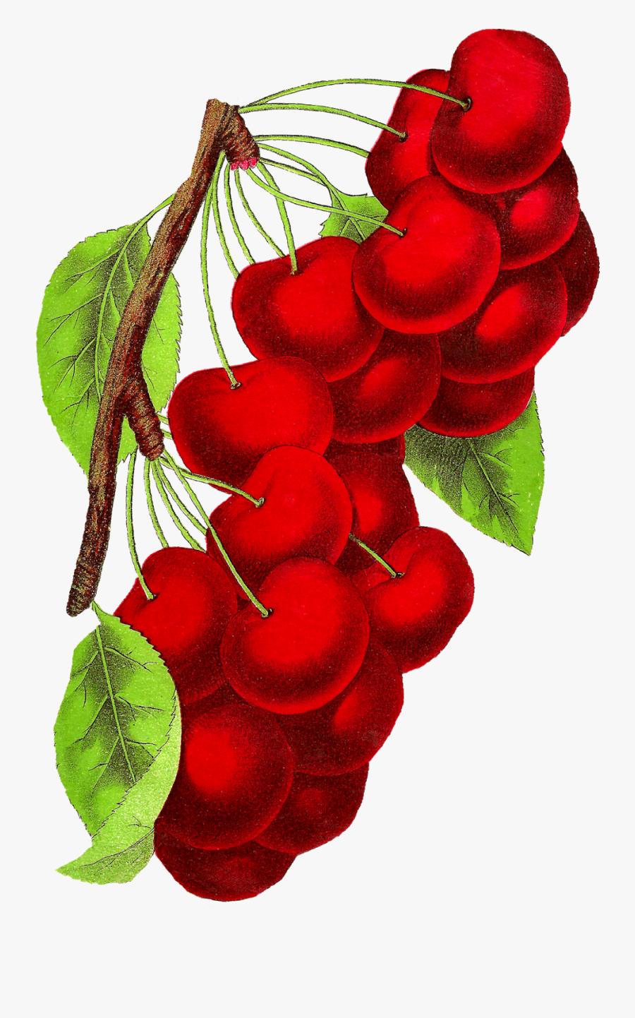 Botanical Art Cherry Fruit Illustration Vintage Digital - Cherry Vintage Png, Transparent Clipart