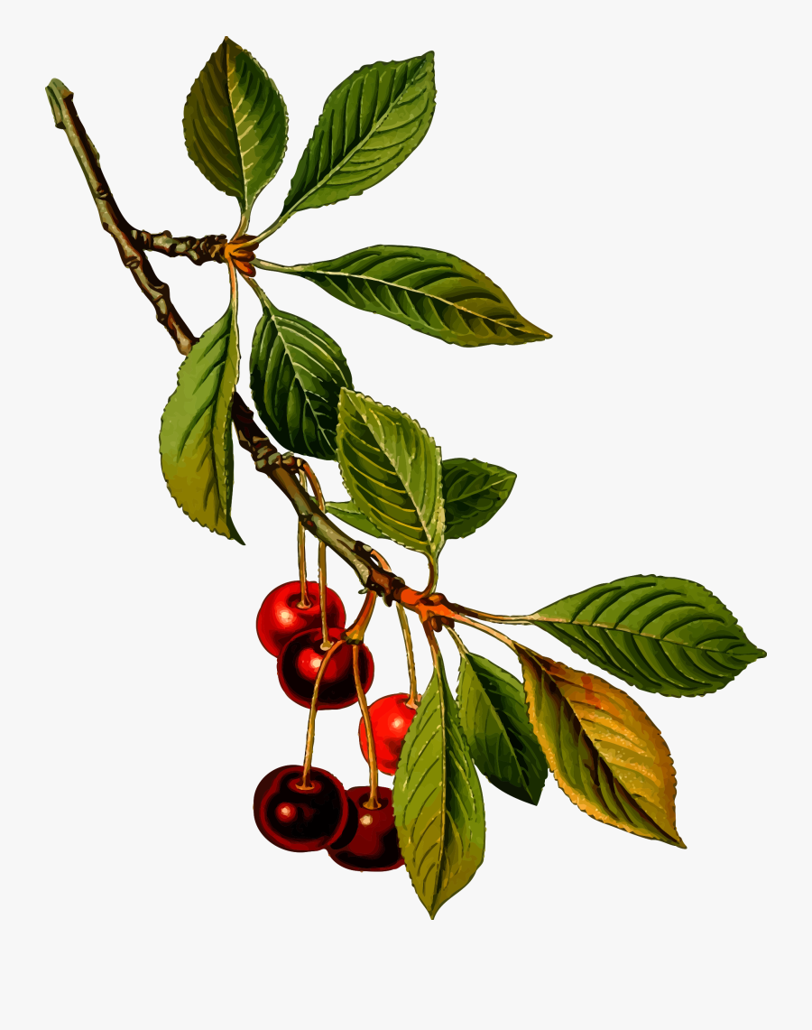 Cherry Tree Clipart - Prunus Cerasus, Transparent Clipart
