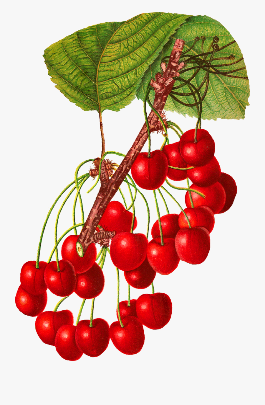 Stunningly Gorgeous Digital Cherry Download Clip Art - Fruit Vintage, Transparent Clipart