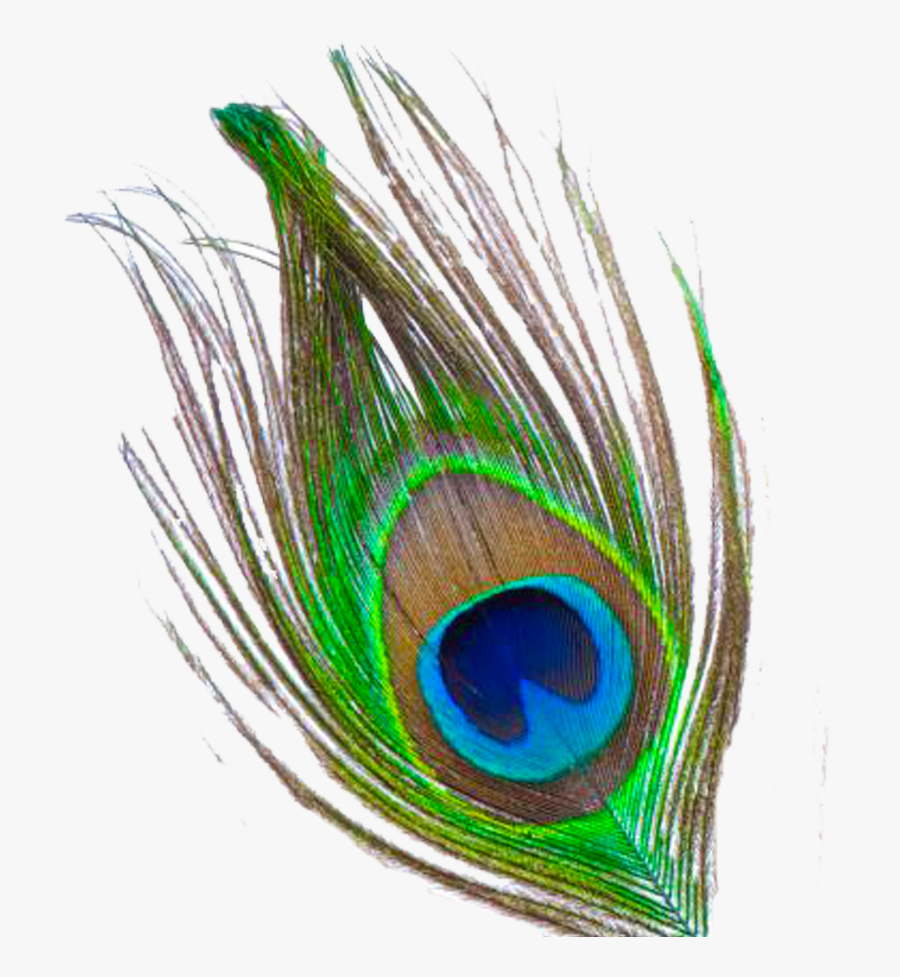 Peacock Feather Images Free Download Peacock Feather - Krishna Peacock Feather Png, Transparent Clipart
