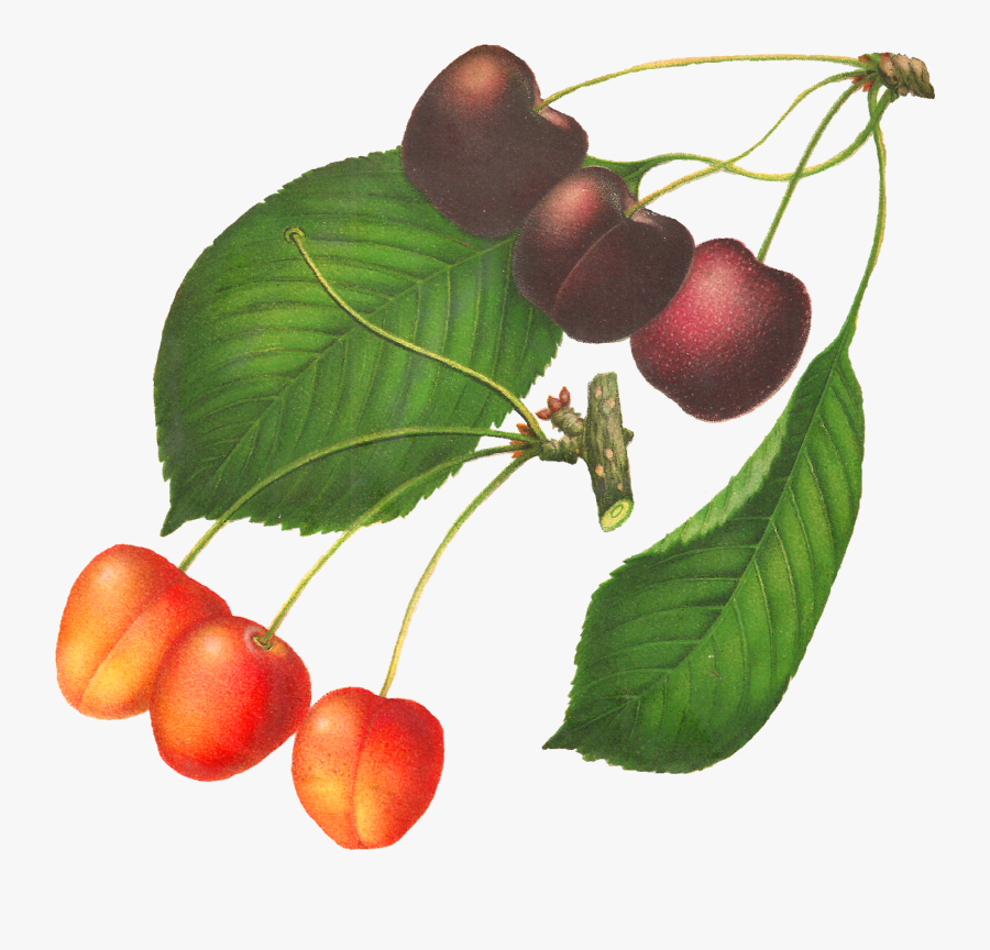 Cherry Clipart, Transparent Clipart