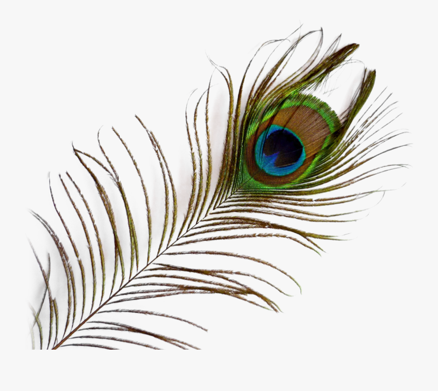 Peacock Feather Png Image - Peacock Feather Images Png, Transparent Clipart