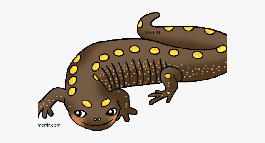 Salamander Newt Clipart, Transparent Clipart