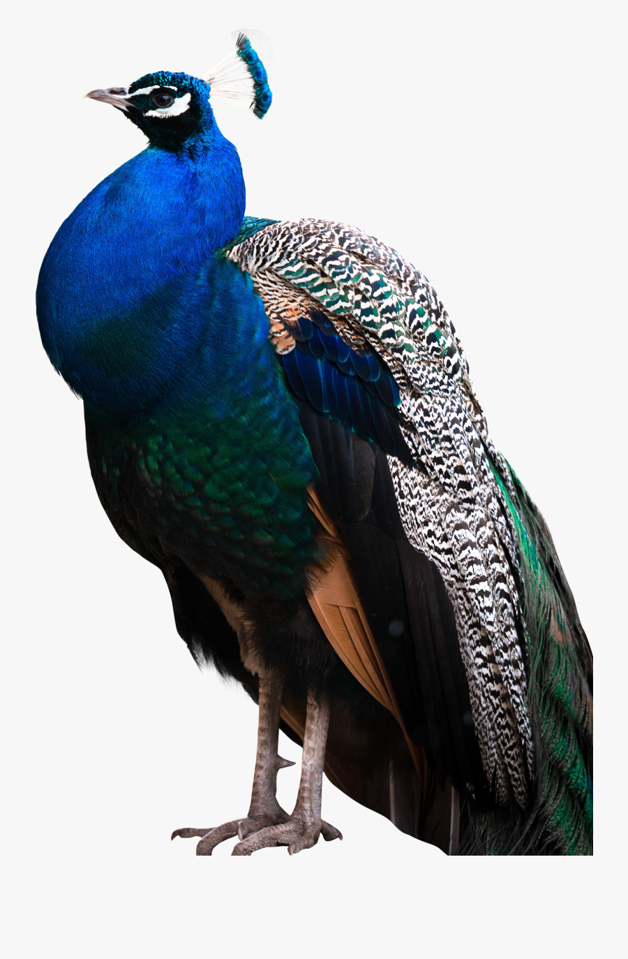 Transparent Peacock Clipart - Png Peacock, Transparent Clipart