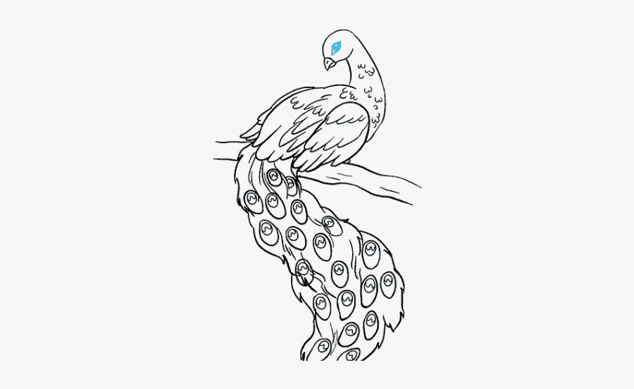 Peacock Bird Drawings Easy, Transparent Clipart