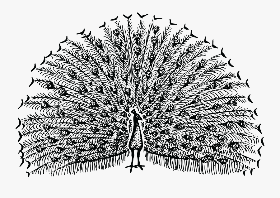Jpg, Png, Eps, Ai, Svg, Cdr - Rain Dancing Peacock Drawing, Transparent Clipart