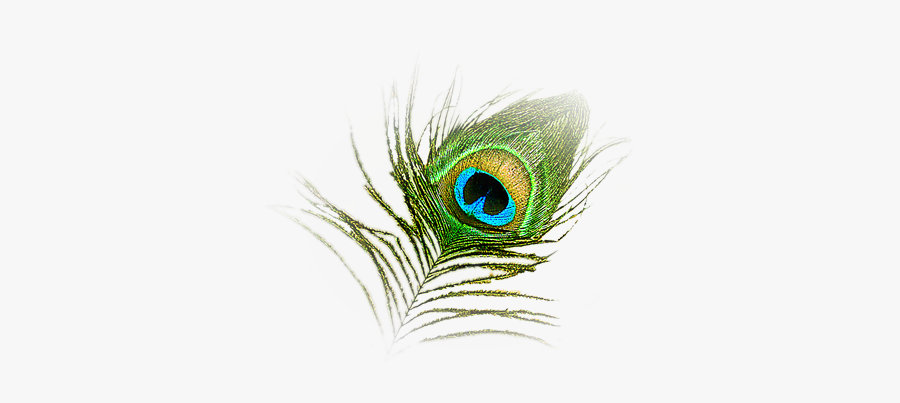 Peacock Transparent Png Pictures - Peacock Feather Krishna Logo, Transparent Clipart