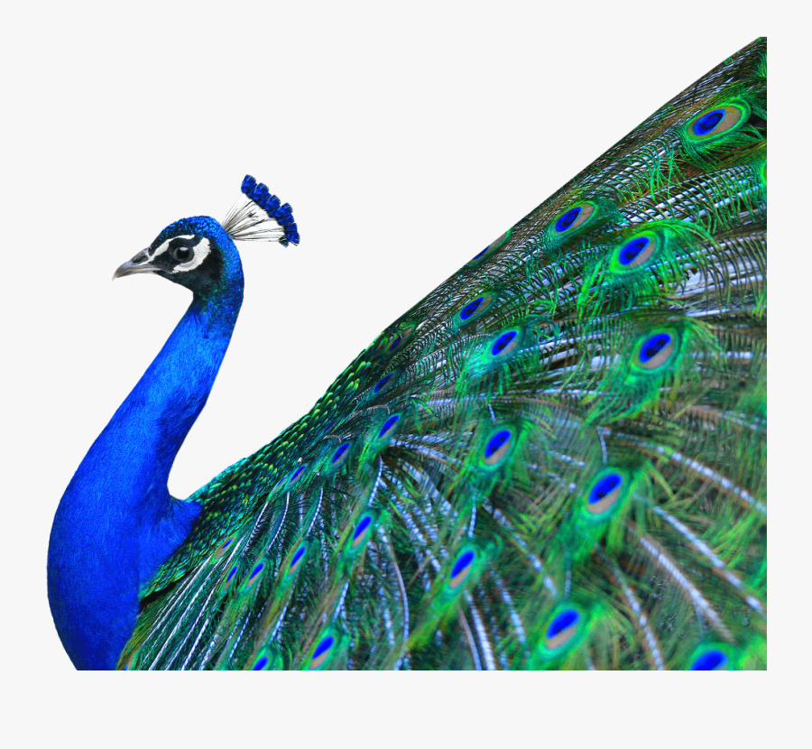 Peacock Images Hd Png - Peacock Image On White Background, Transparent Clipart