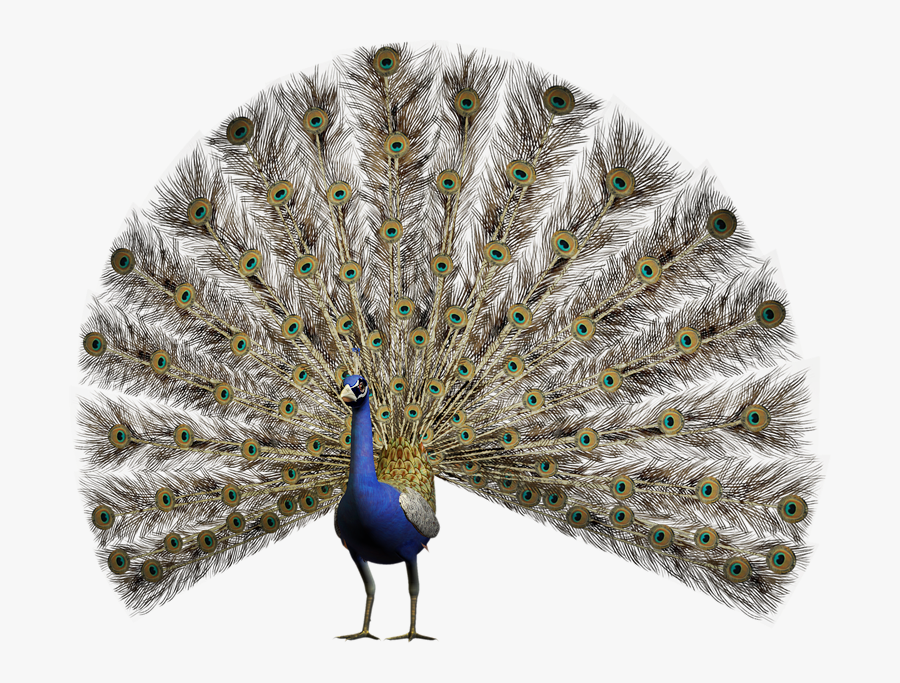 Pavão Em Png Pomba - Peacock Open Feathers Png, Transparent Clipart