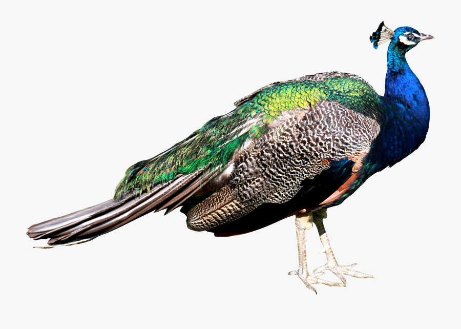 Transparent Peacock Clipart - Peacock Png, Transparent Clipart