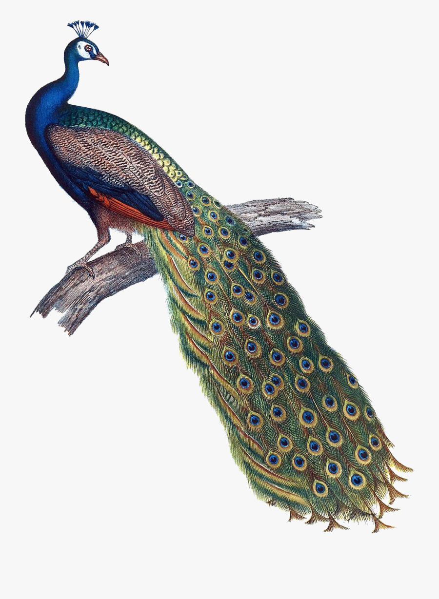 Clip Art Female Peacock - Indian Peacock Png, Transparent Clipart