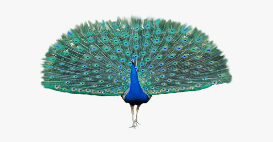 Peacock With No Background, Transparent Clipart