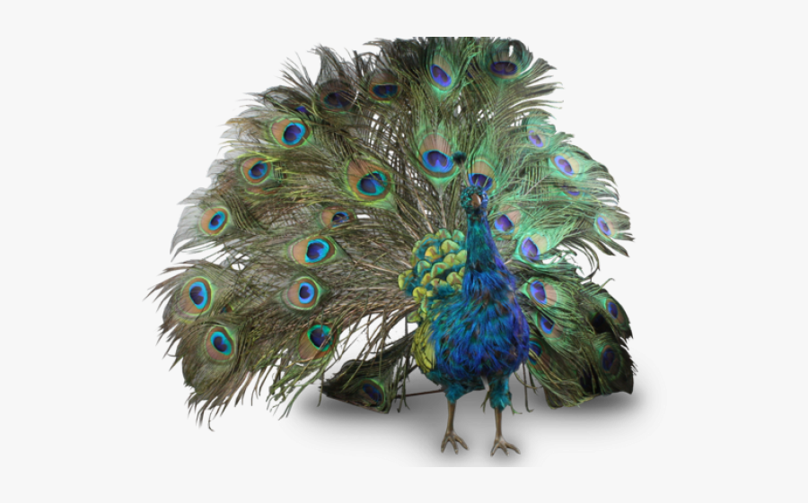 Peacock Clipart Merak - Indian Peacock Png, Transparent Clipart