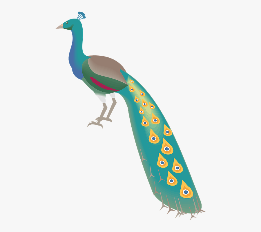 Peacock, Peafowl, Bird, Plumage, Showy Plumage, Transparent Clipart