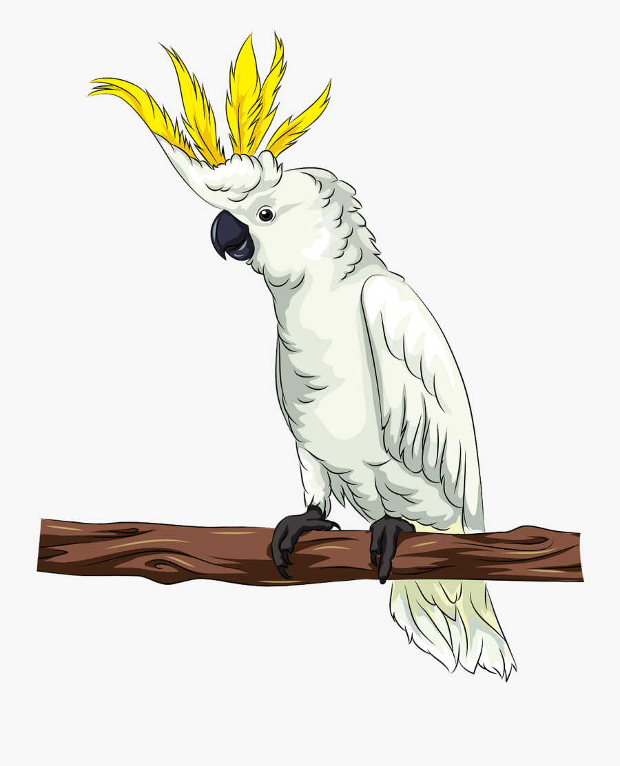 Sulphur-crested Cockatoo, Transparent Clipart