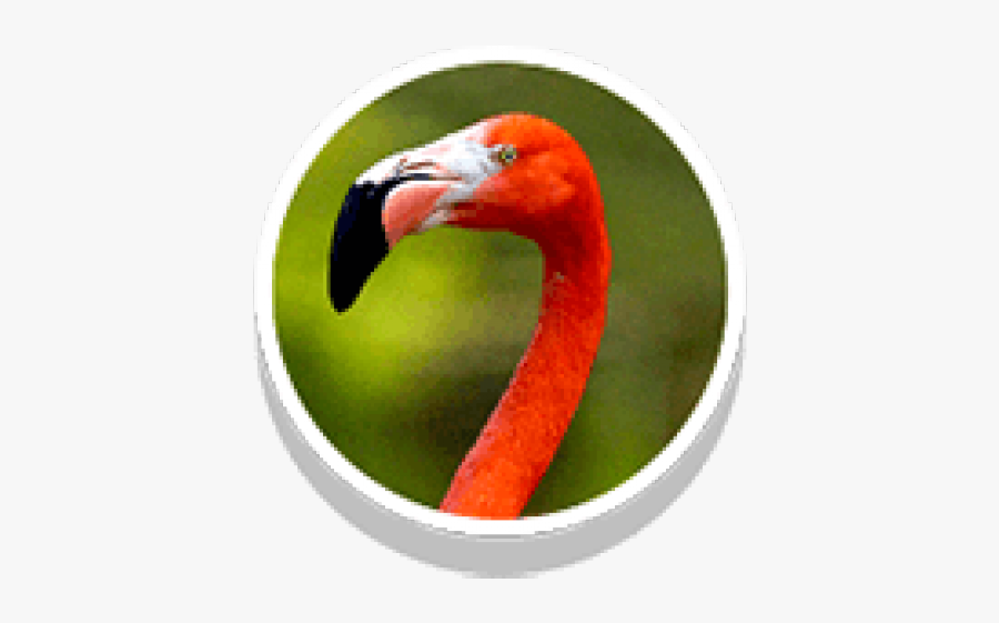 Peafowl Clipart Male Peacock - Greater Flamingo, Transparent Clipart