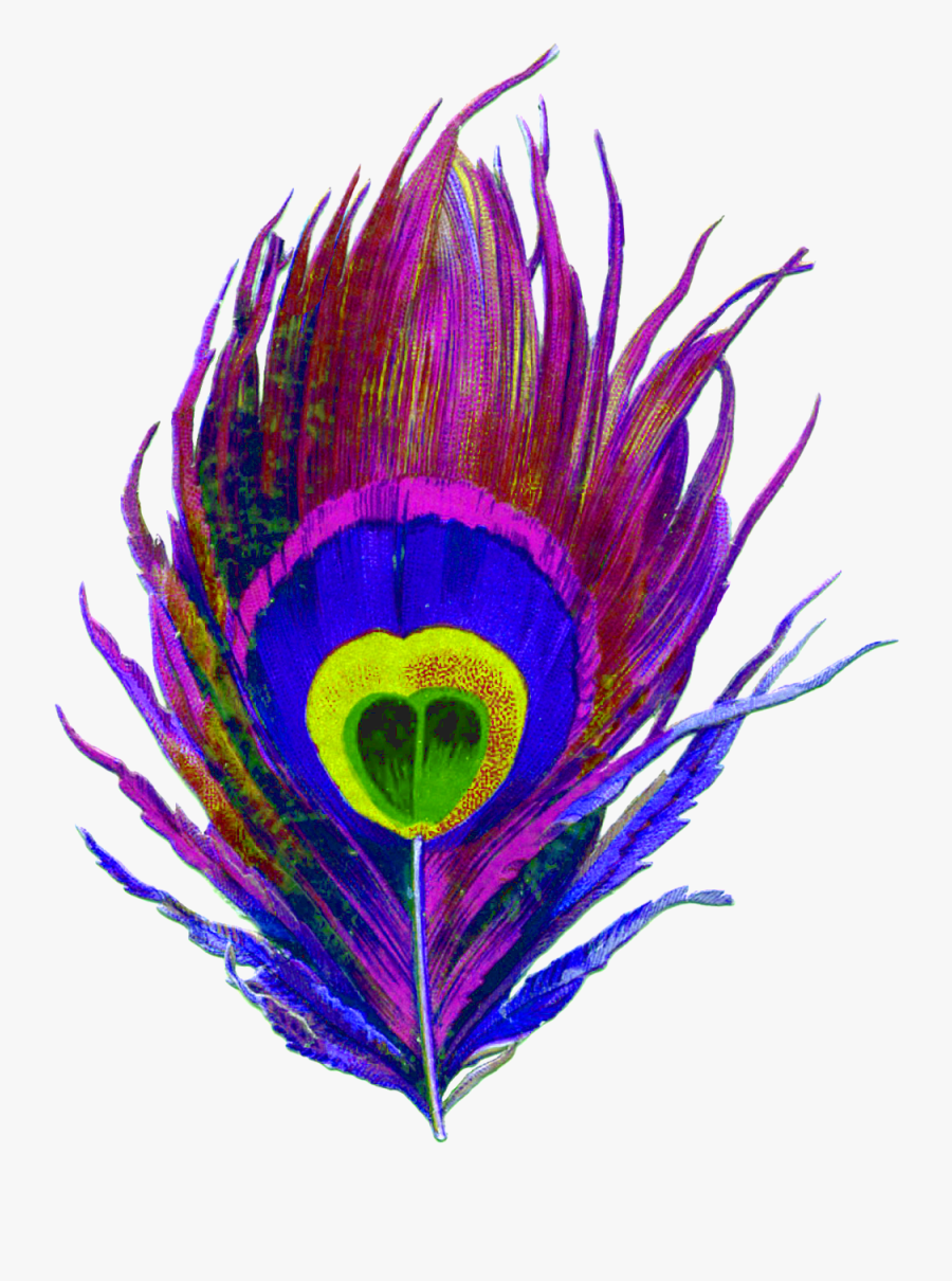 Purple, Peacock, Bird, Feather, Colorful, Eye, Designs - Krishna Peacock Feather Png, Transparent Clipart