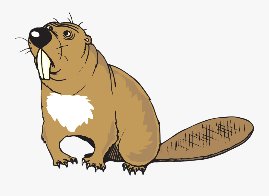 Beaver Cliparts, Transparent Clipart