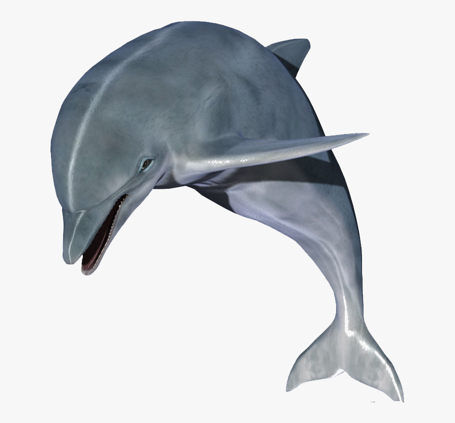 Dolphin Fish Jumping Clipart - High Resolution Dolphin Hd, Transparent Clipart