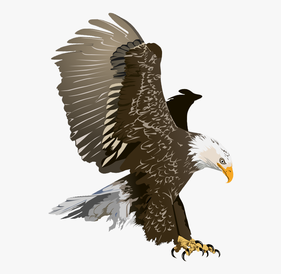 Eagle Clipart, Animals Eagle Clip Art Photo - Clip Art Bald Eagle, Transparent Clipart