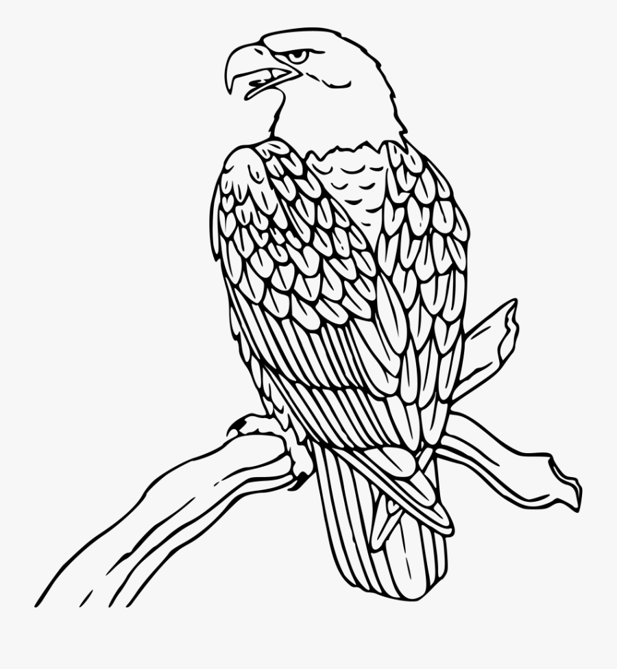 Bald Eagle - Clipart Black And White Eagle, Transparent Clipart
