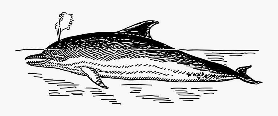 Dolphin - Drawing Png Dolphin, Transparent Clipart