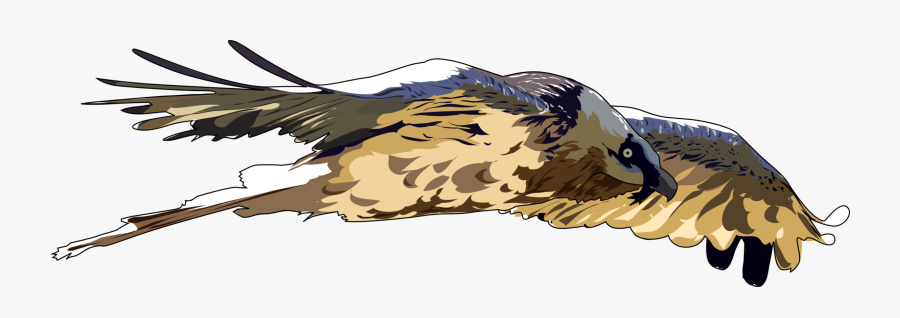 Eagle,wildlife,bald Eagle - Bearded Vulture Png, Transparent Clipart