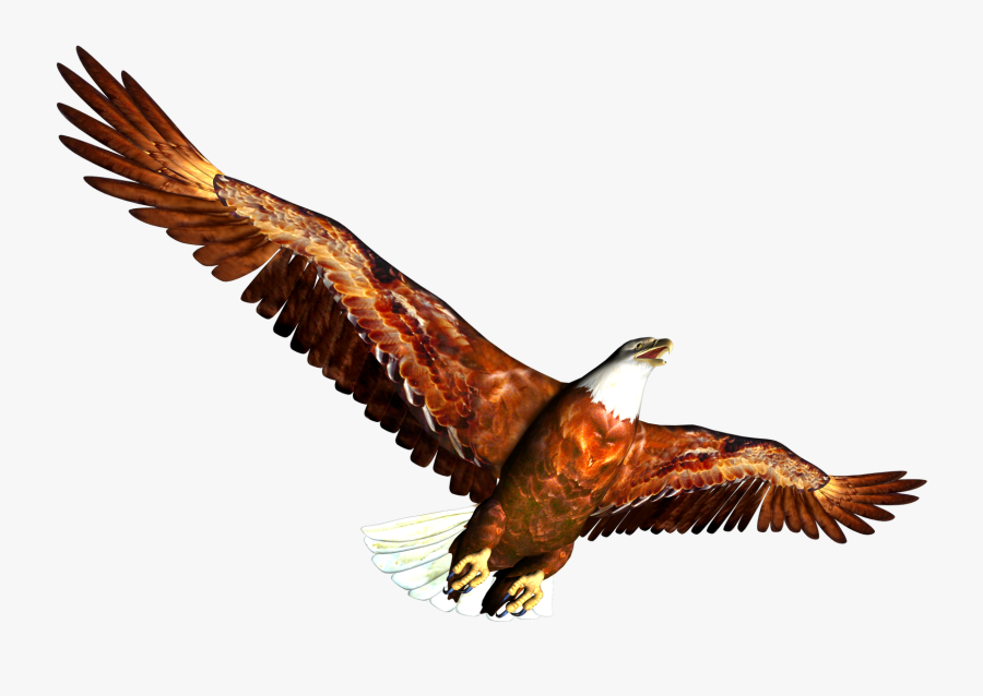 Eagle Clipart - Animal, Transparent Clipart