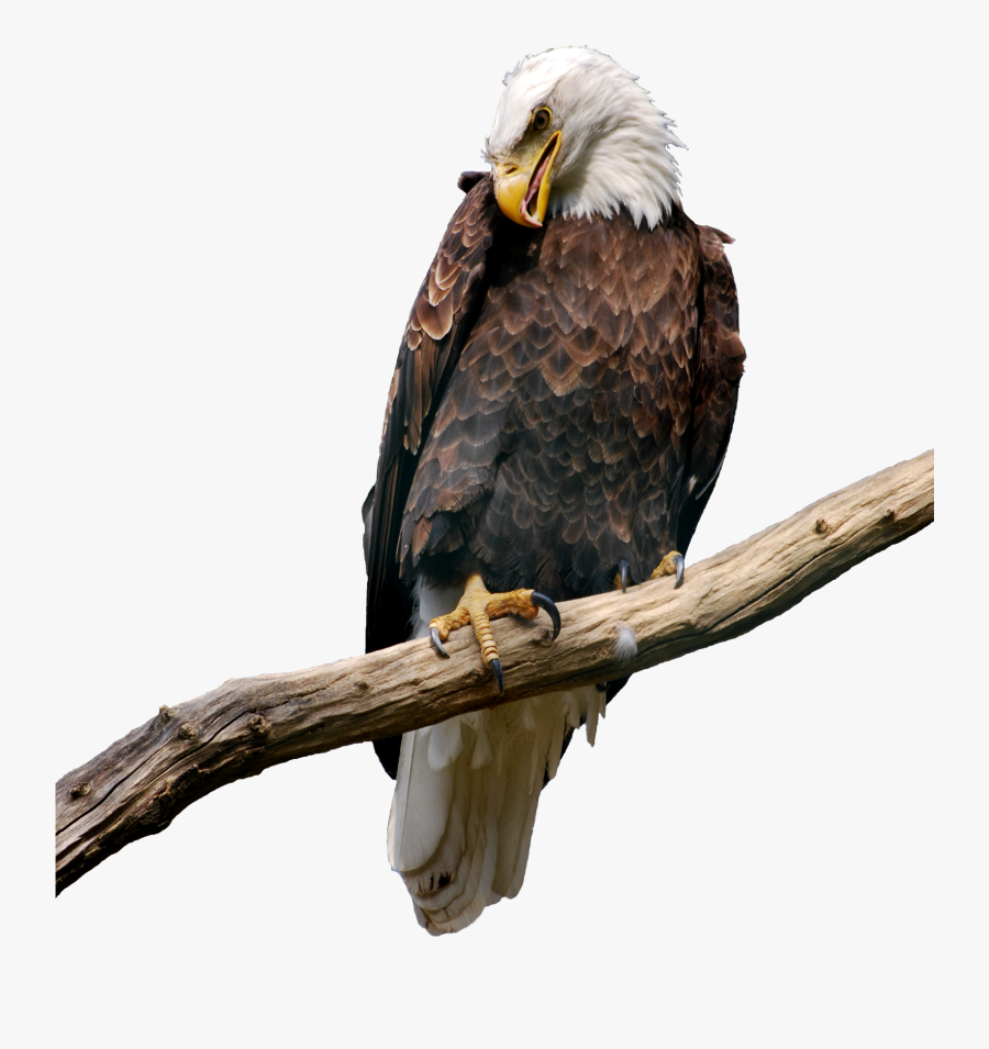 Eagle On Branch Png Picture Parrot, Eagles, Clip Art, - Eagle On Branch Png, Transparent Clipart