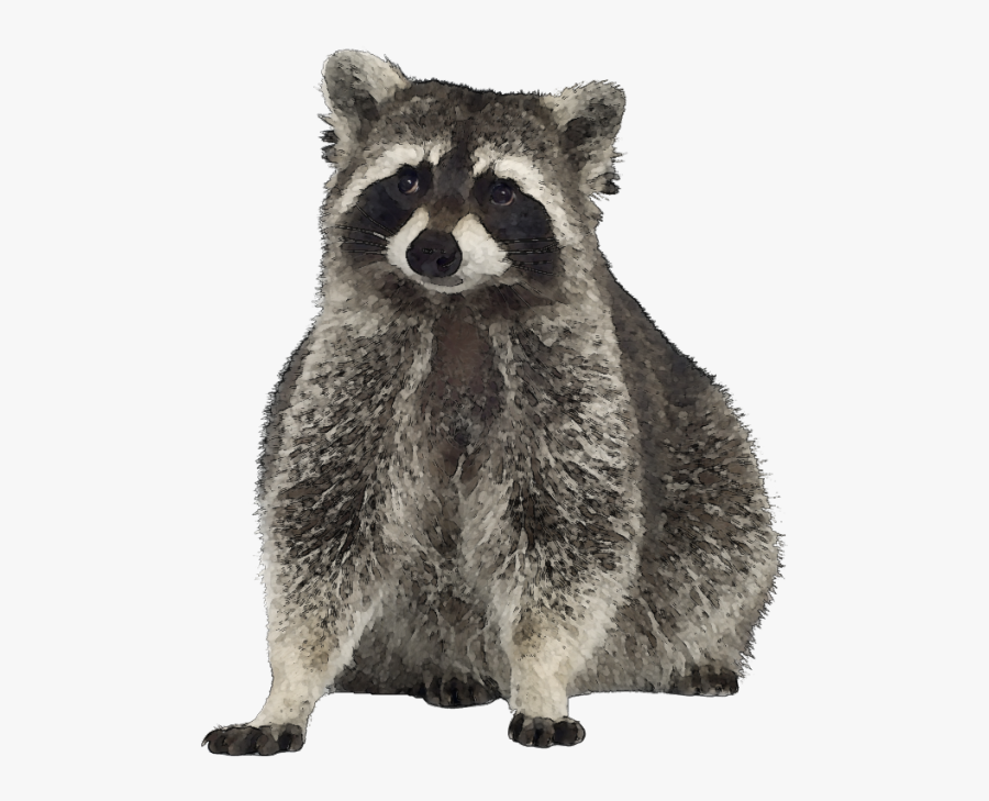 Free Raccoon Clipart Image - Free Clip Art Raccoon, Transparent Clipart