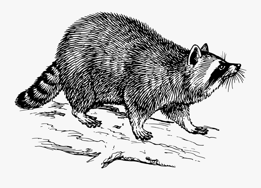 Raccoon Black And White, Transparent Clipart