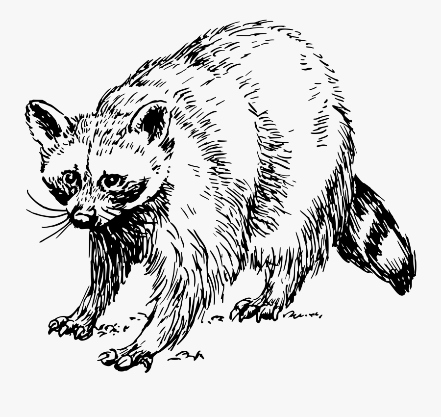 Transparent Raccoon Png, Transparent Clipart