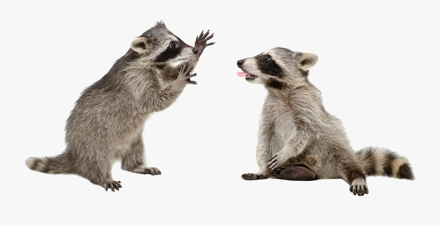 Clip Art Can I Get Rabies - Raccoon Transparent Gif, Transparent Clipart