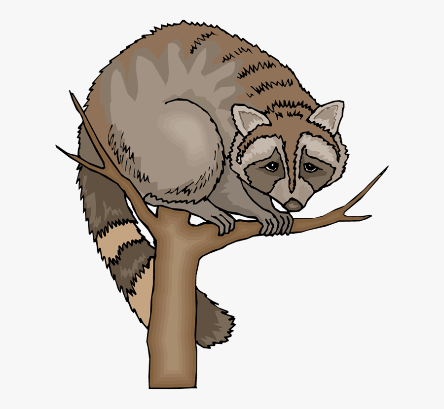 Free Raccoon Clipart - Structural Adaptations Of Raccoons, Transparent Clipart