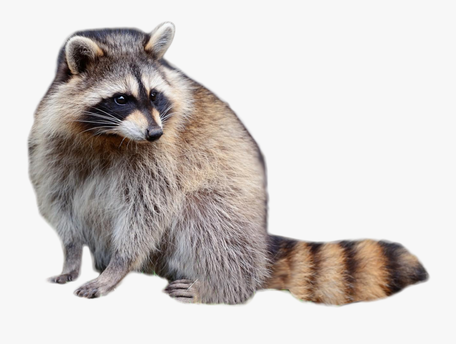 Raccoon Clipart, Transparent Clipart