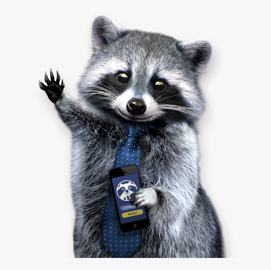 Raccoon Png - Енот Пнг, Transparent Clipart