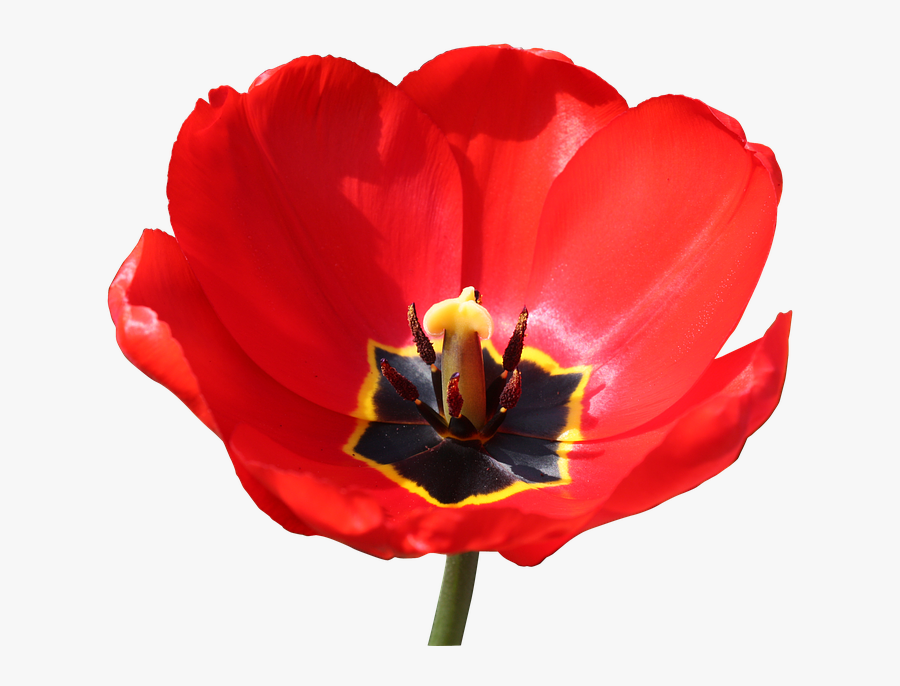 Red Stamp Png - Red Close Up Of A Open Tulpen, Transparent Clipart