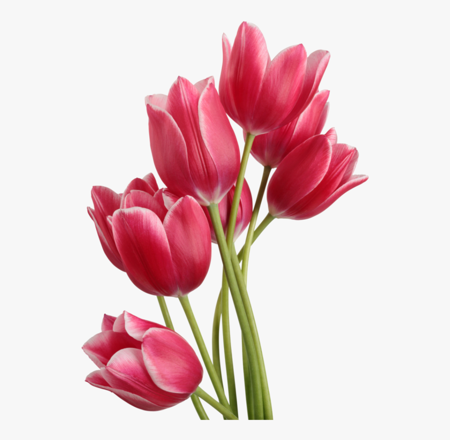 Bunga Tulip Png - Tulip Png, Transparent Clipart