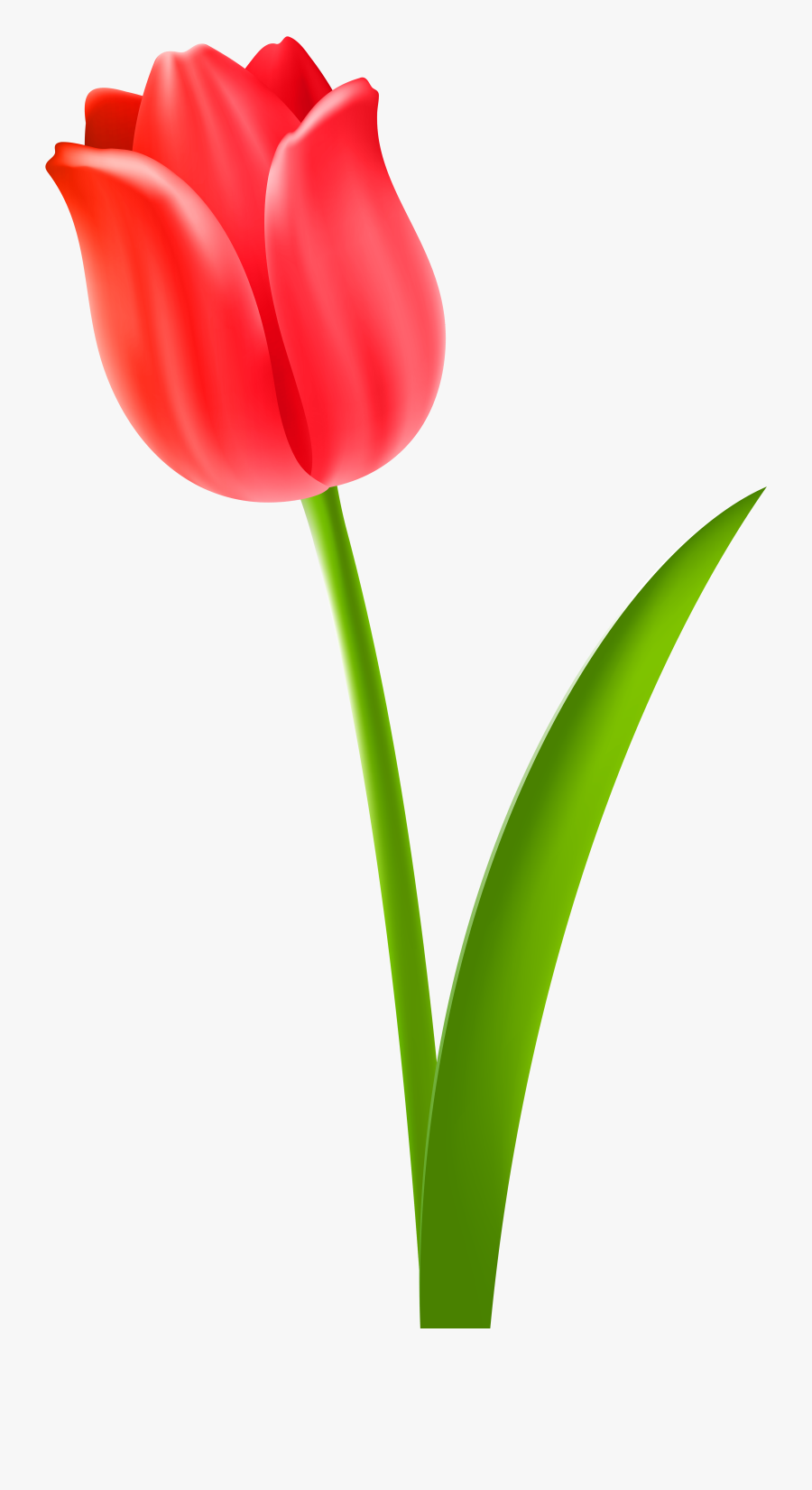 Red Tulip Clipart - Clipart Of Flower Tulip, Transparent Clipart