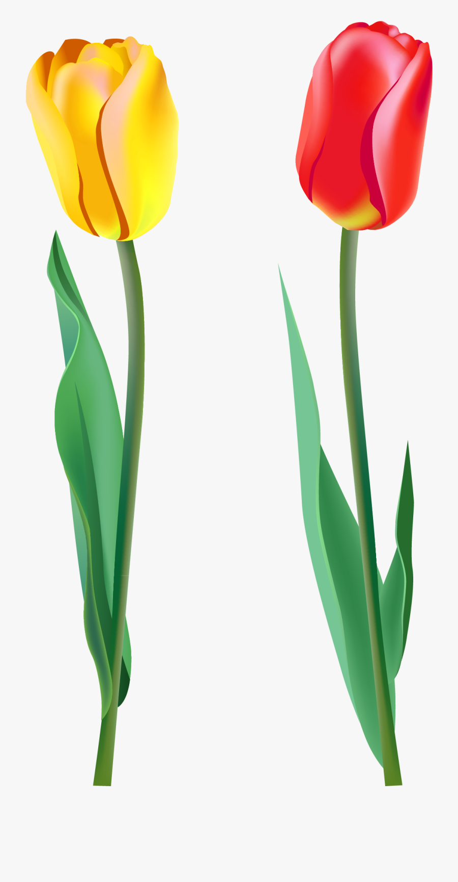 Spring Tulip Clip Art, Transparent Clipart