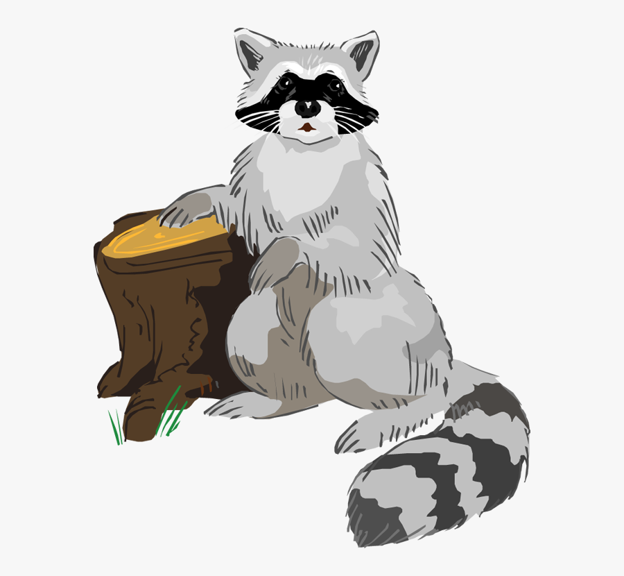 Raccoon, Transparent Clipart